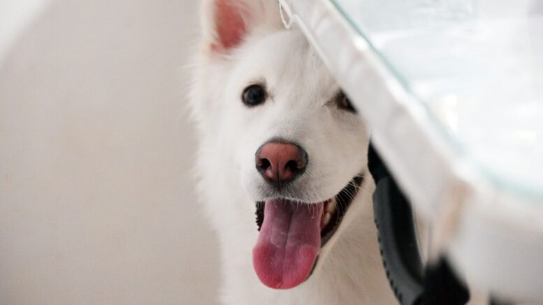 Pourquoi certains chiens tremblent chez le toiletteur